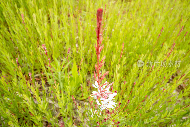 希腊克里特岛Rethymnon镇的林德海姆的蜜蜂花(Oenothera lindheimeri)